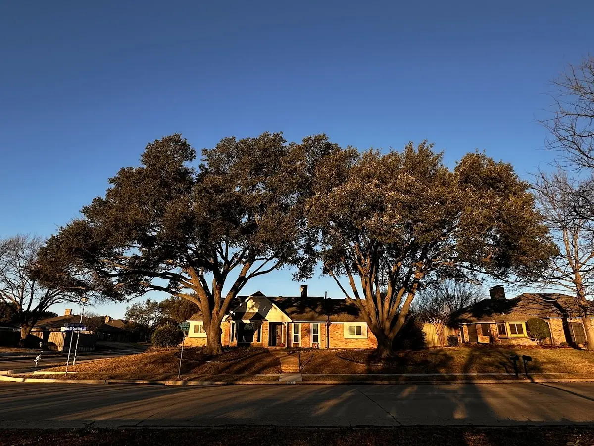 Established residential canopy tree shading a home in Success